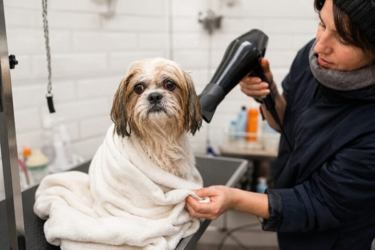 Banho e tosa no inverno: quais cuidados para proteger seu pet